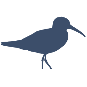 Piper project visual